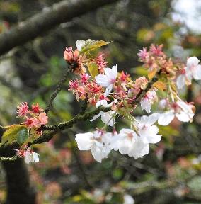 Prunus-serrulata-Tai-Haku-closeup