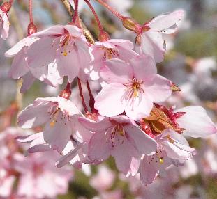 Prunus-subhirtella-Pendula-Rubra-flowers-closeup