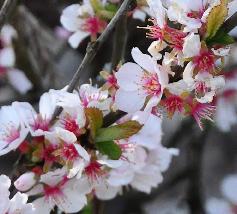 Prunus-tormentosa-closeup-2