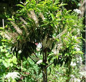 prunuslusitanicaangustifoliabloei