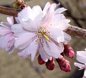 PrunussubhirtellaAutumnalisRosea