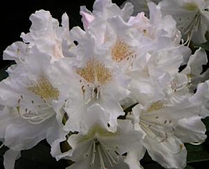 Rhododendron-Cunninghams-White_closeup-flower