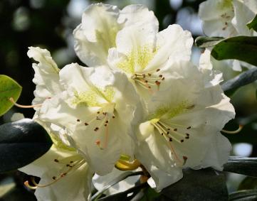 Rhododendron-'Kosters-Cream'-CLOSEUP- Flowers