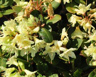 Rhododendron-Shamrock-2 ,  dwergrhododendron, keiskei hybride