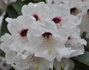 Rhododendron-x-Calfort-Closeup - van witte bloemen met lilaroze macule