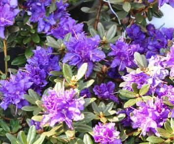 RhododendronGristede2