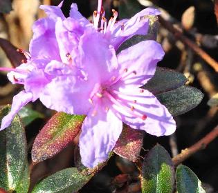 Rhododendron_Moerheim
