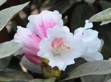 RhododendronPachysanthumflower