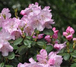 RhododendronPdenOudenxwilliamsianumVN