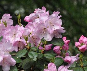 RhododendronPdenOudenxwilliamsianumVN