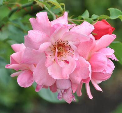 Rosa 'Märchenland' floribunda nice clup