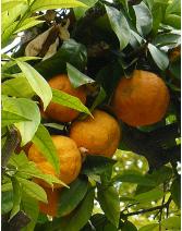 sinaasappelboom1