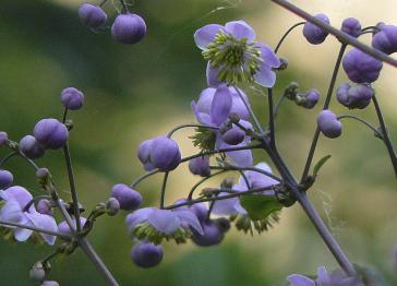 Thalictrum-chieledonii-closeup-bloemen