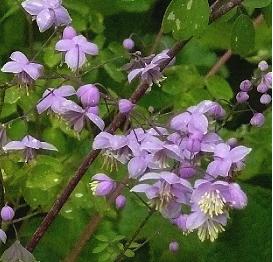 Thalictrum-delavay-ruit-picture-lilac-flowers-yellow-heart