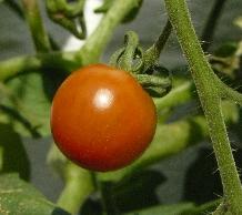 tomaatsept