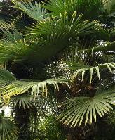 trachycarpusfortunei