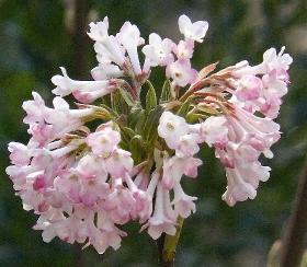 Viburnum-bodnantense-Dawn-closeup-flowers