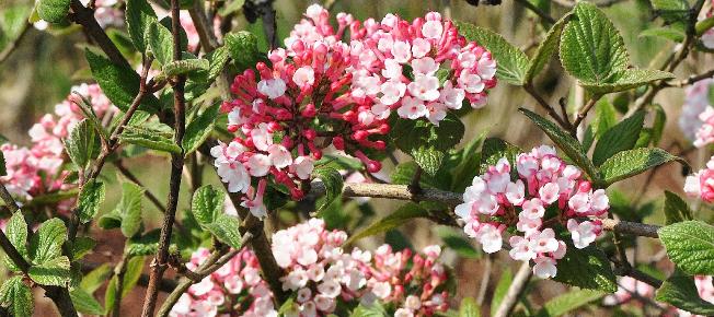 Viburnum-carlesii-Charis-closeup-flowers-opening