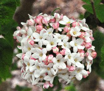 Viburnum-Cayuga-closeup-flowers-vnn