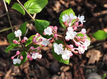 Viburnum-x-burkwoodii-Fulbrook-hybride-Vcarlesii-x-Vutile-flower-closeup-